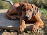 Chiots Rhodesian Ridgeback à vendre