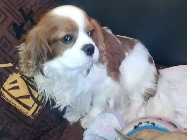 Chien adulte mâle 4 ans Cavalier King Charles tricolore LOF à vendre