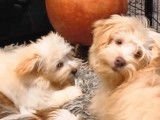 Des chiots Bichon Havanais LOF &agrave; vendre