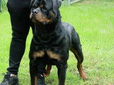 Chien m&acirc;le Rottweiler adulte disponible pour saillie (LOF)