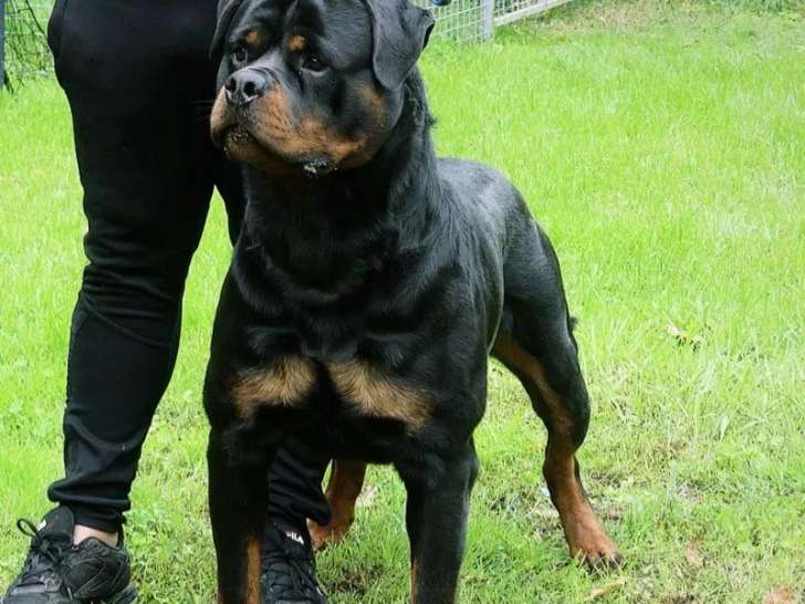 Chien mâle Rottweiler adulte disponible pour saillie (LOF)