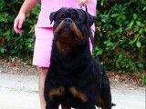 Chien mâle Rottweiler adulte disponible pour saillie (LOF)