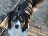 Chien femelle Berger Australien adulte de 4 ans &agrave; vendre (LOF)