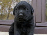 8 chiots Labrador Retriever LOF &agrave; vendre