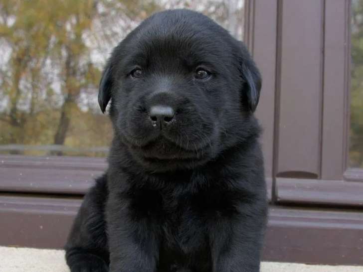 8 chiots Labrador Retriever LOF à vendre