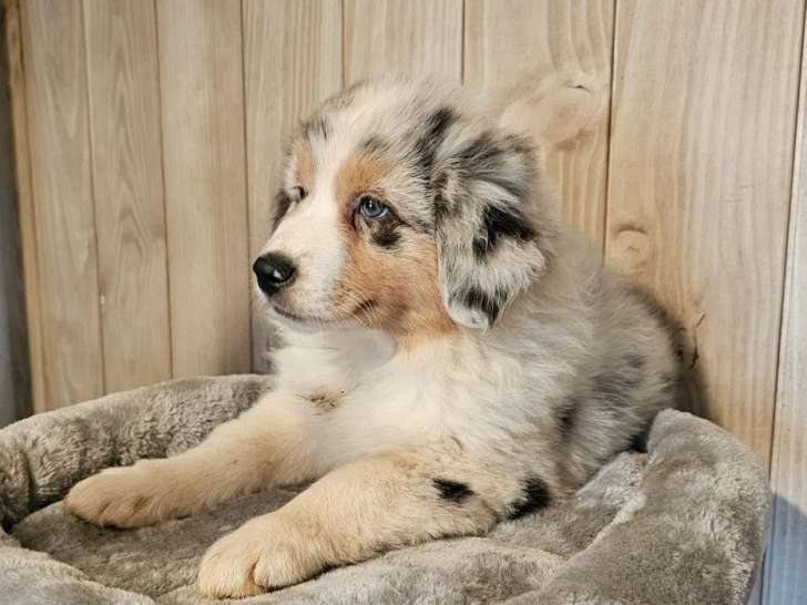 Chiots Berger Australien disponibles à la vente (LOF)