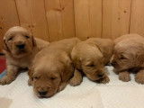 4 chiots Golden Retriever fauve orang&eacute; LOF &agrave; r&eacute;server