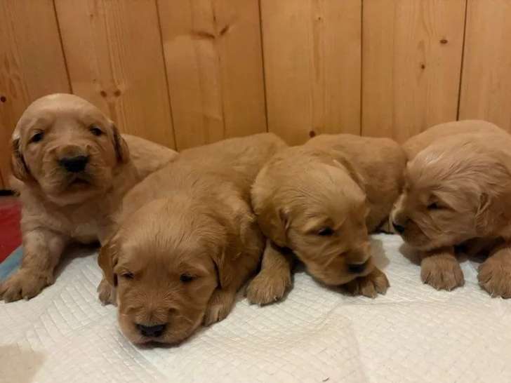 4 chiots Golden Retriever fauve orangé LOF à réserver