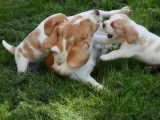 7 chiots Beagle LOF &agrave; r&eacute;server