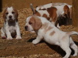 7 chiots Beagle LOF &agrave; r&eacute;server