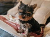 Chiot m&acirc;le Yorkshire Terrier LOF &agrave; vendre