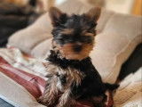 Chiot m&acirc;le Yorkshire Terrier LOF &agrave; vendre