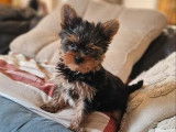 Chiot m&acirc;le Yorkshire Terrier LOF &agrave; vendre