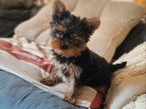 Chiot m&acirc;le Yorkshire Terrier LOF &agrave; vendre