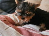 Chiot m&acirc;le Yorkshire Terrier LOF &agrave; vendre