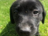 4 chiots Labrador Retriever noirs LOF &agrave; vendre
