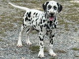 Un chiot Dalmatien m&acirc;le LOF &agrave; vendre