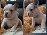 5 chiots Bouledogue Fran&ccedil;ais &agrave; r&eacute;server (LOF)