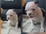 5 chiots Bouledogue Fran&ccedil;ais &agrave; r&eacute;server (LOF)