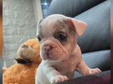 5 chiots Bouledogue Fran&ccedil;ais &agrave; r&eacute;server (LOF)