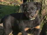 Chiots Beauceron &agrave; vendre (LOF)