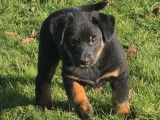 Chiots Beauceron &agrave; vendre (LOF)