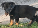 Chiots Beauceron &agrave; vendre (LOF)