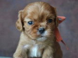 5 chiots Cavalier King Charles &agrave; r&eacute;server (LOF)