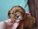 5 chiots Cavalier King Charles &agrave; r&eacute;server (LOF)