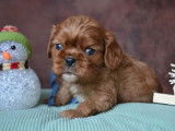 5 chiots Cavalier King Charles &agrave; r&eacute;server (LOF)