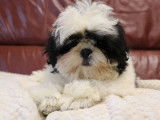 1 chiot femelle Shih Tzu LOF &agrave; vendre