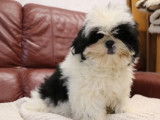 1 chiot femelle Shih Tzu LOF &agrave; vendre