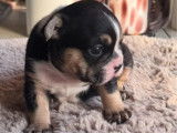 1 chiot femelle Bouledogue Fran&ccedil;ais &agrave; r&eacute;server (LOF)