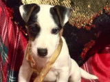Chiot m&acirc;le Jack Russell disponible &agrave; l&rsquo;achat (LOF)