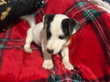 Chiot mâle Jack Russell disponible à l’achat (LOF)