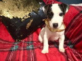 Chiot mâle Jack Russell disponible à l’achat (LOF)