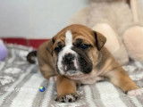 &Agrave; r&eacute;server, 6 chiots Bulldog Continental LOF