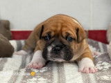 &Agrave; r&eacute;server, 6 chiots Bulldog Continental LOF