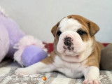 &Agrave; r&eacute;server, 6 chiots Bulldog Continental LOF