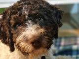 Chiot Lagotto Romagnolo &agrave; vendre