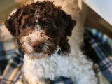Chiot Lagotto Romagnolo &agrave; vendre
