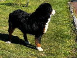 Chienne Bouvier Bernois disponible &agrave; la r&eacute;servation (LOF)