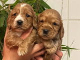 6 chiots Cocker Anglais disponibles &agrave; la vente (LOF)