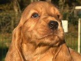 6 chiots Cocker Anglais disponibles &agrave; la vente (LOF)