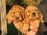 6 chiots Cocker Anglais disponibles &agrave; la vente (LOF)