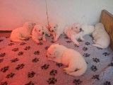 &Agrave; r&eacute;server, des chiots Berger Blanc Suisse (non LOF)