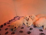 &Agrave; r&eacute;server, des chiots Berger Blanc Suisse (non LOF)