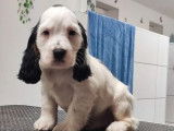 1 chiot m&acirc;le Cocker Anglais noir et blanc disponible &agrave; la vente (LOF)