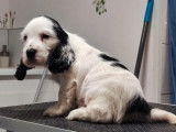 1 chiot m&acirc;le Cocker Anglais noir et blanc disponible &agrave; la vente (LOF)