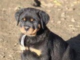 3 chiots femelles Rottweiler LOF &agrave; vendre